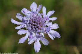 Image result for Scabiosa canescens