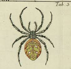 Attēlu rezultāti vaicājumam “Araneus quadratus”