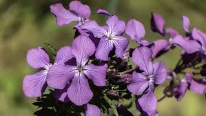 Attēlu rezultāti vaicājumam “Lunaria annua flower”