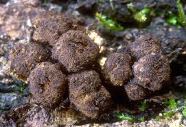 Attēlu rezultāti vaicājumam “Bulgaria inquinans”