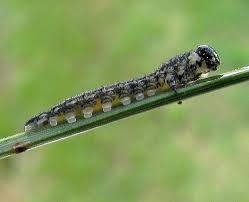 Attēlu rezultāti vaicājumam “Neodiprion sertifer larva”