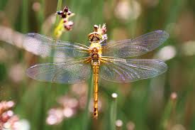 Attēlu rezultāti vaicājumam “Sympetrum”