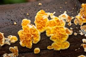 Attēlu rezultāti vaicājumam “Leucogyrophana mollusca”