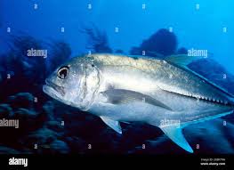 Image result for Caranx lugubris