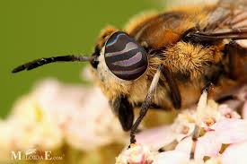 Attēlu rezultāti vaicājumam “Heptatoma pellucens”