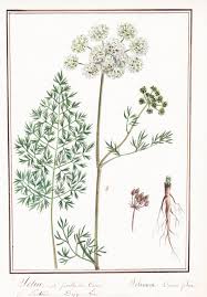 Attēlu rezultāti vaicājumam “Selinum carvifolia”