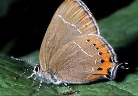 Attēlu rezultāti vaicājumam “Satyrium pruni”