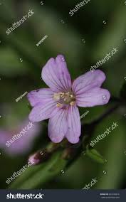 Attēlu rezultāti vaicājumam “Epilobium montanum flower”