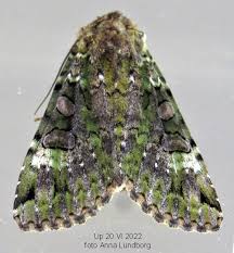 Attēlu rezultāti vaicājumam “Anaplectoides prasina”