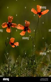 Attēlu rezultāti vaicājumam “Papaver argemone bud”