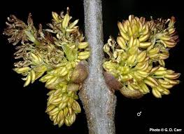 Attēlu rezultāti vaicājumam “Fraxinus excelsior flower”