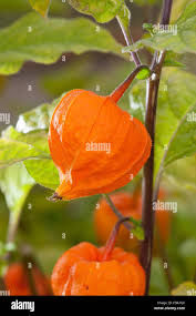 Image result for Lampionblume