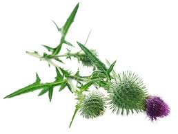 Attēlu rezultāti vaicājumam “Silybum marianum fruit”