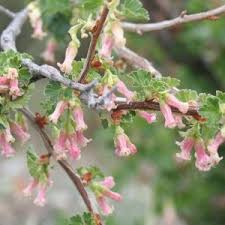 Attēlu rezultāti vaicājumam “Ribes uva-crispa flower”