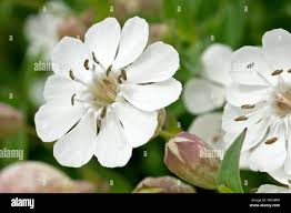 Attēlu rezultāti vaicājumam “Silene vulgaris bud”