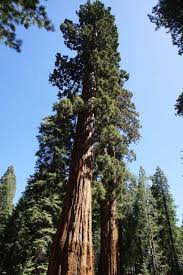 Image result for Mammutbaum