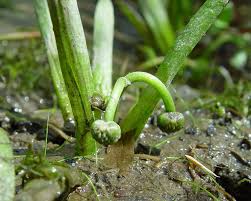 Attēlu rezultāti vaicājumam “Saelania glaucescens sporophyte”