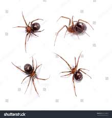 Attēlu rezultāti vaicājumam “Steatoda grossa”