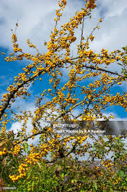 Attēlu rezultāti vaicājumam “Malus x zumi”