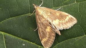 Attēlu rezultāti vaicājumam “Ostrinia nubilalis”