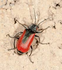 Attēlu rezultāti vaicājumam “Malachidae”