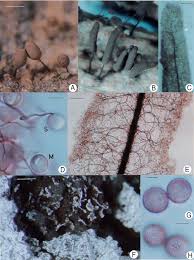 Attēlu rezultāti vaicājumam “Cribraria languescens”