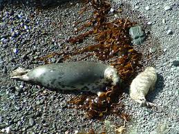 Image result for Halichoerus grypus