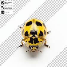 Attēlu rezultāti vaicājumam “Psyllobora vigintiduopunctata”