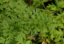 Attēlu rezultāti vaicājumam “Libanotis montana”