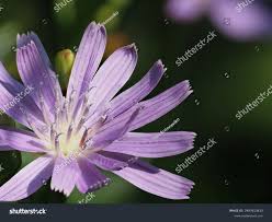 Attēlu rezultāti vaicājumam “Lactuca tatarica flower”