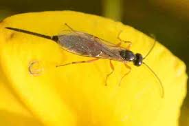 Attēlu rezultāti vaicājumam “Euura pedunculi”