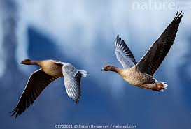 Attēlu rezultāti vaicājumam “Anser brachyrhynchus”