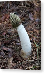 Attēlu rezultāti vaicājumam “Phallus impudicus”