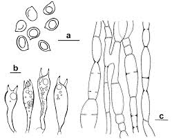 Attēlu rezultāti vaicājumam “Clavaria zollingeri”