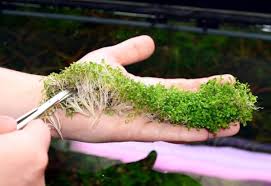 Attēlu rezultāti vaicājumam “Elatine hydropiper leaf”