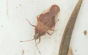 Attēlu rezultāti vaicājumam “Physatocheila smreczynskii”