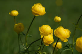 Image result for Trollblume