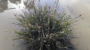 Attēlu rezultāti vaicājumam “Carex appropinquata fruit”