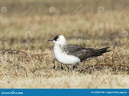 Attēlu rezultāti vaicājumam “Stercorarius parasiticus adult”