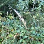 Attēlu rezultāti vaicājumam “Hordelymus europaeus fruit”