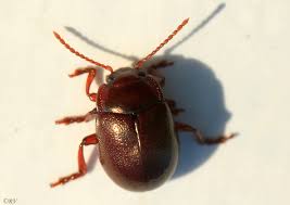 Attēlu rezultāti vaicājumam “Chrysolina staphylaea”