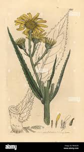 Attēlu rezultāti vaicājumam “Jacobaea paludosa flower”