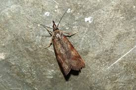 Attēlu rezultāti vaicājumam “Hypochalcia ahenella”