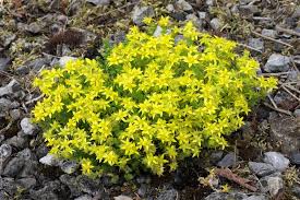 Image result for Mauerpfeffer