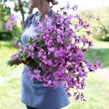 Attēlu rezultāti vaicājumam “Silene borysthenica flower”