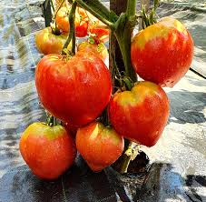 Afbeeldingsresultaat voor butter and bull heart tomato