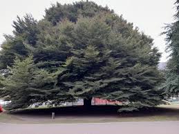 Attēlu rezultāti vaicājumam “Fagus sylvatica fo. laciniata”