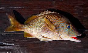 Image result for Haemulon plumierii