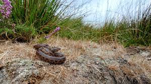 Attēlu rezultāti vaicājumam “Coronella austriaca adult”