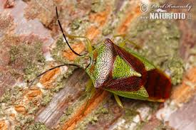 Attēlu rezultāti vaicājumam “Acanthosoma haemorrhoidale”